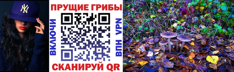 Псилоцибиновые грибы Psilocybe  Любань 
